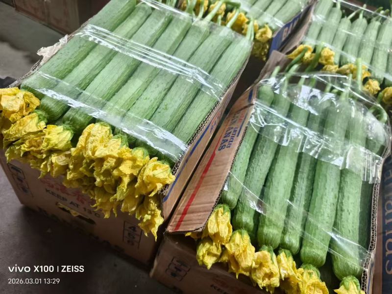 江苏丝瓜，产地直发，量大优惠，可视频看货，对接全国市场