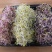 萝卜芽苗菜