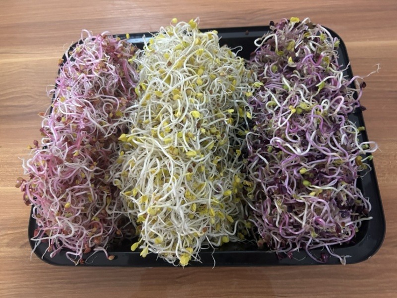 萝卜芽苗菜