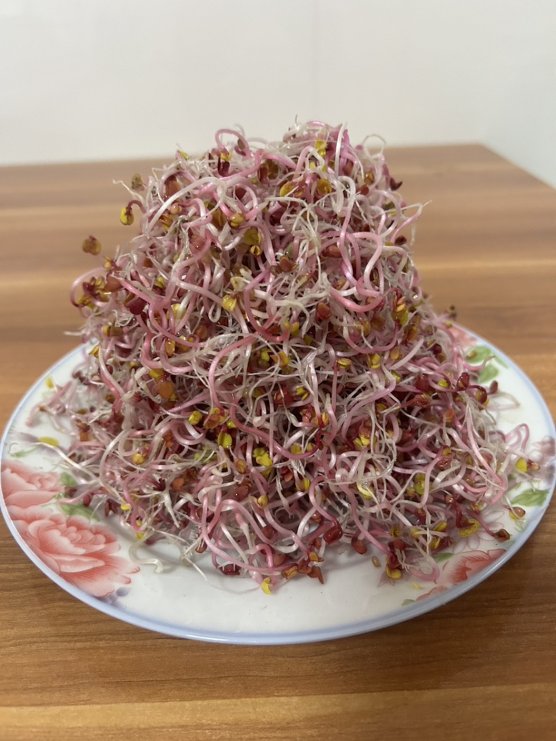 萝卜芽苗菜