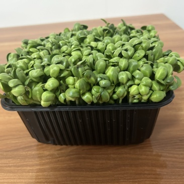 青黄豆芽苗菜
