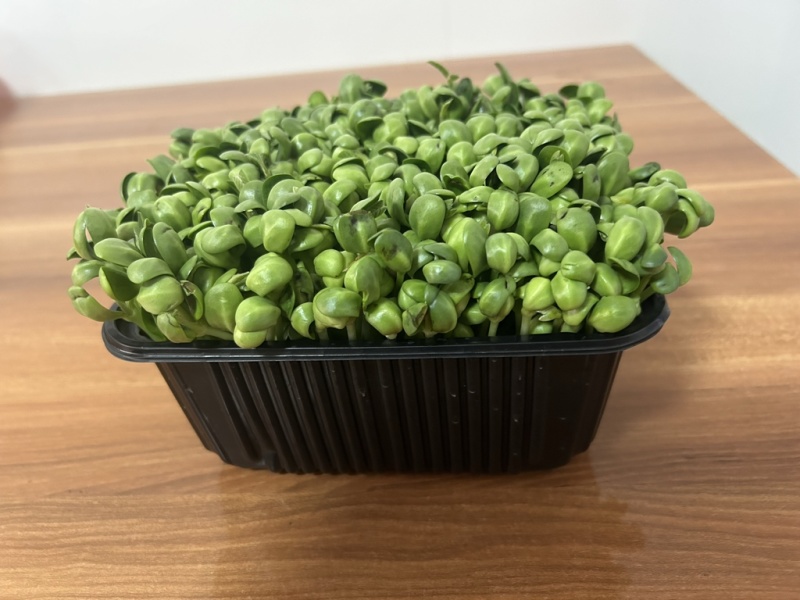 青黄豆芽苗菜