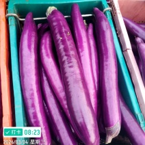 量大稳定茄子基地直供茄子红茄子紫茄长茄广茄长茄云南茄云南