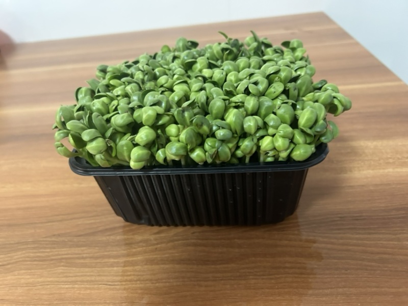 青黄豆芽苗菜