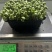 青黄豆芽苗菜
