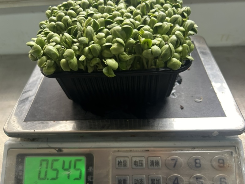 青黄豆芽苗菜