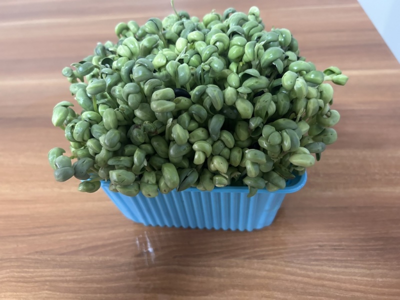 采用黑豆栽培青黑豆芽苗菜