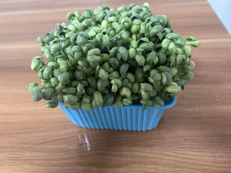 采用黑豆栽培青黑豆芽苗菜