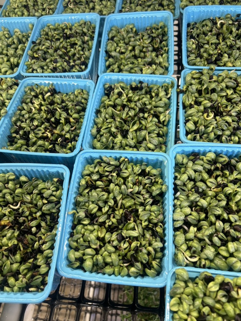 采用黑豆栽培青黑豆芽苗菜