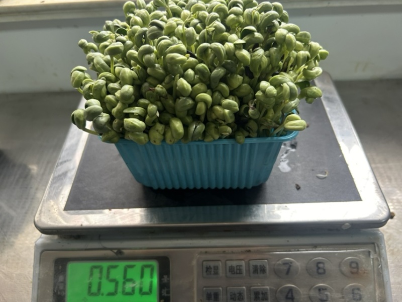采用黑豆栽培青黑豆芽苗菜
