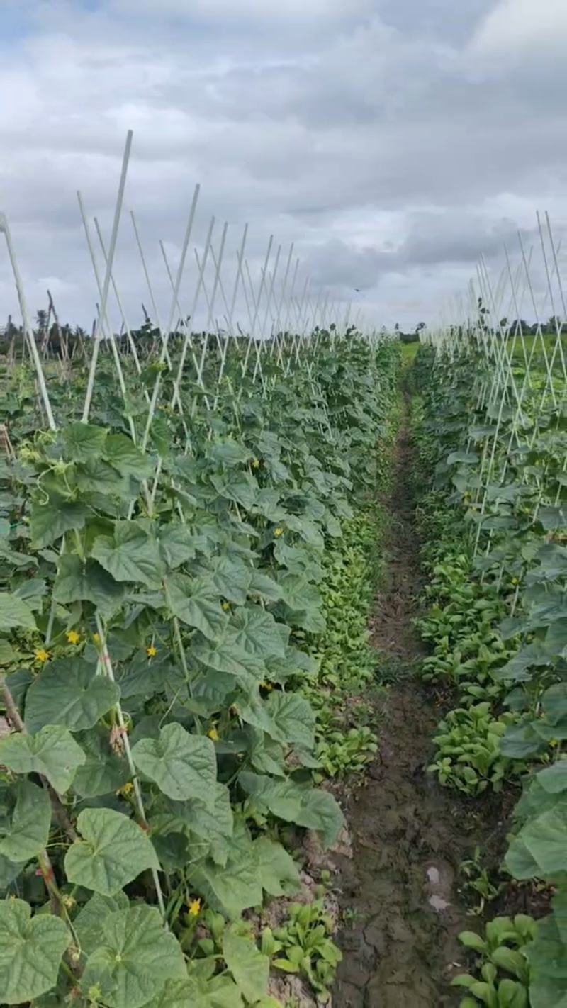 工厂直发玻璃纤维杆弓子植物爬藤架可反复使用10-20年