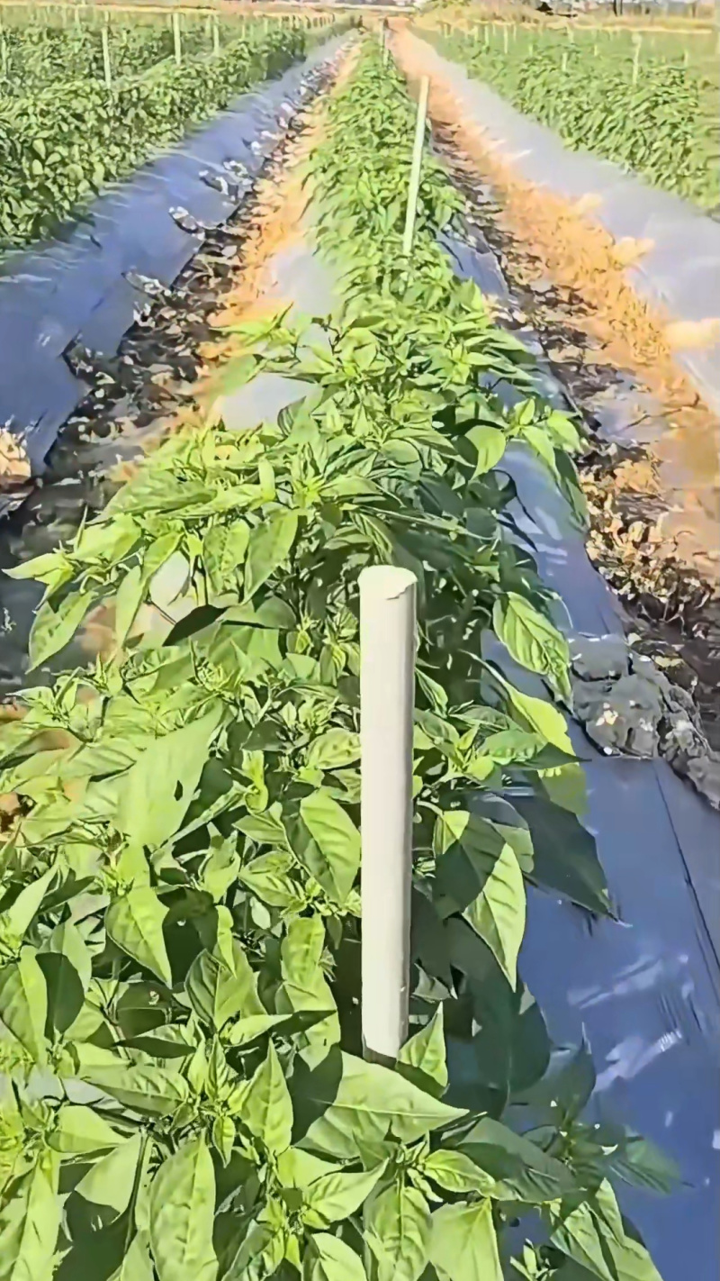 工厂直发玻璃纤维杆弓子植物爬藤架可反复使用10-20年