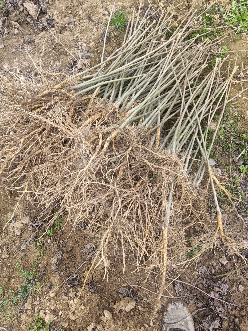 陕西自家种植山桐子苗大小苗都有货量大规格全成活率高