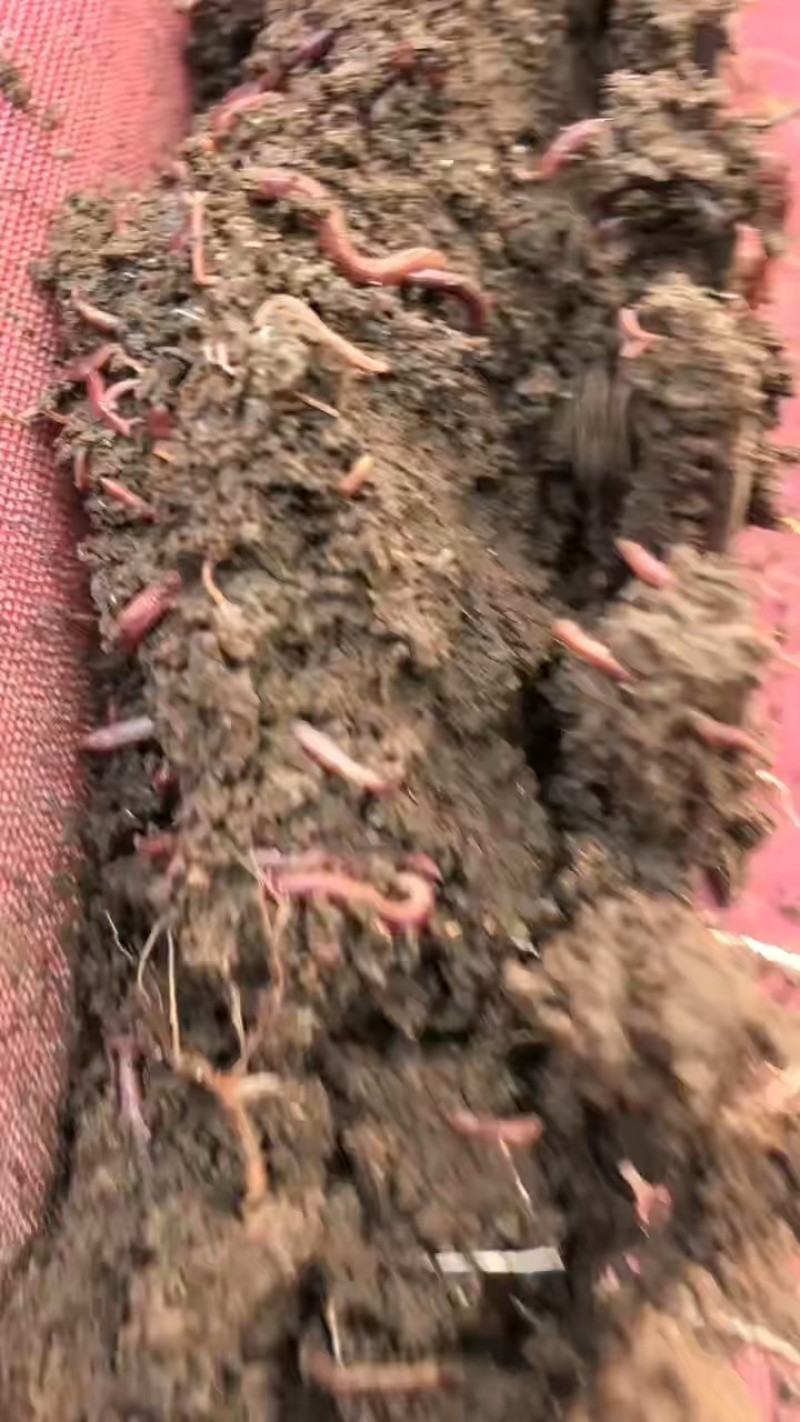 批发蚯蚓