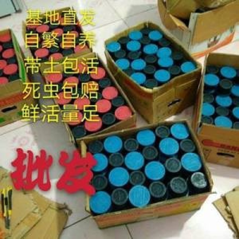 批发蚯蚓