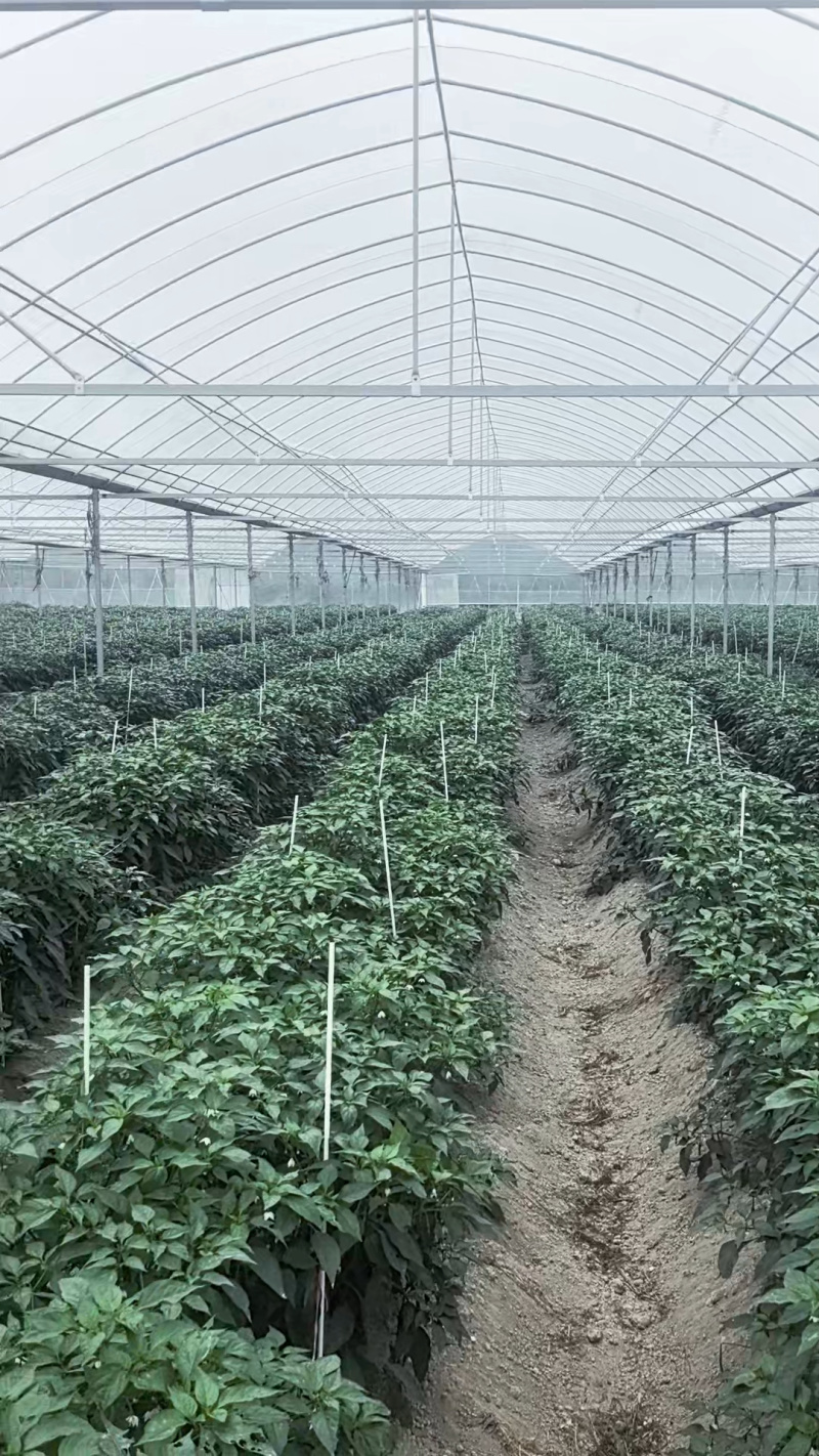 玻璃纤维杆弓子小拱棚支架拱棚杆4-8mm