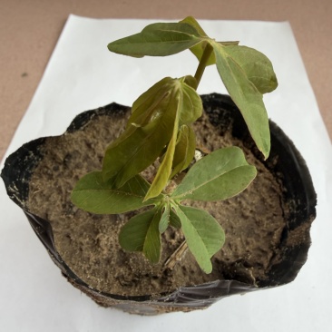 黄心木薯种苗、华南9号种苗、木薯