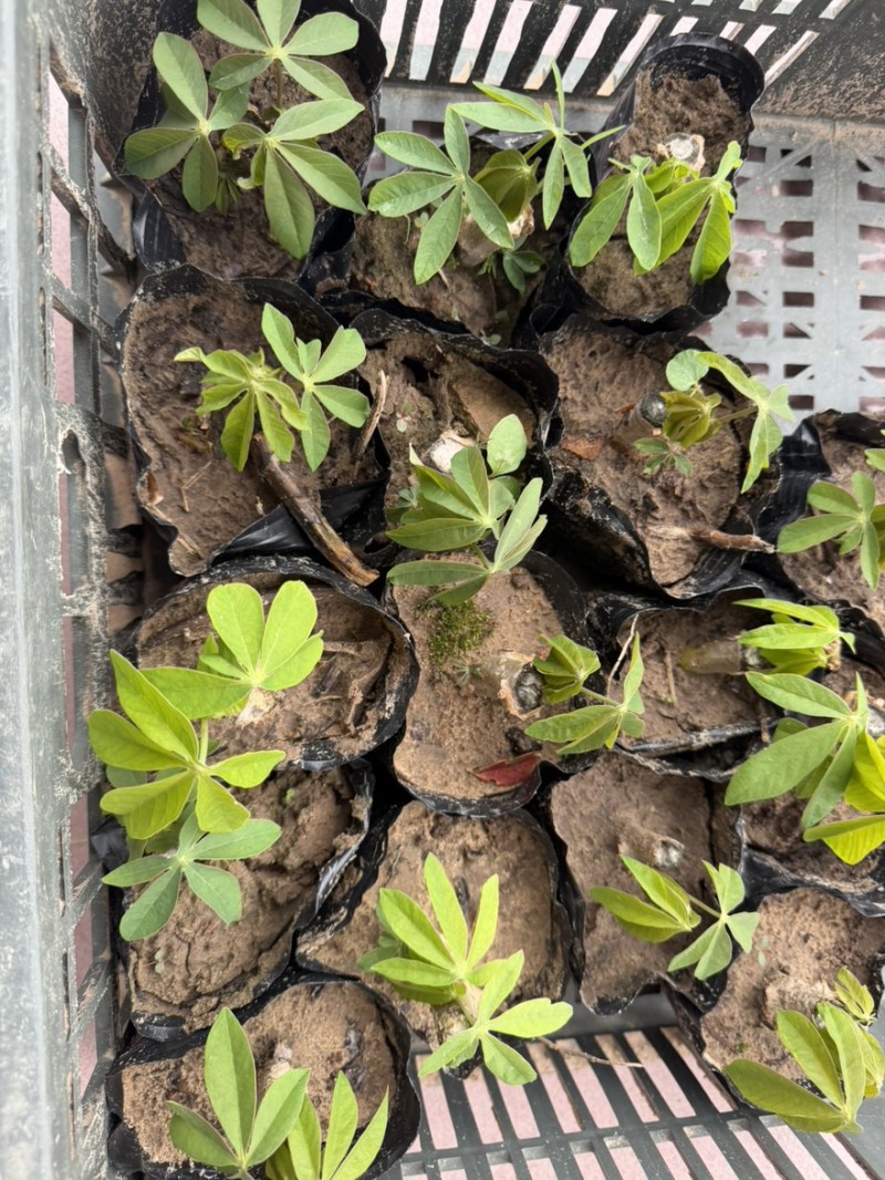 黄心木薯种苗、华南9号种苗、木薯