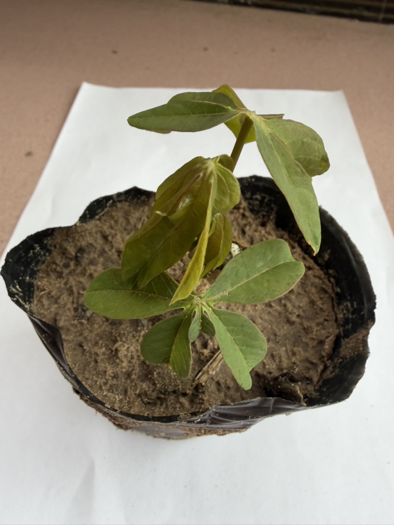 黄心木薯种苗、华南9号种苗、木薯