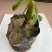 黄心木薯种苗、华南9号种苗、木薯