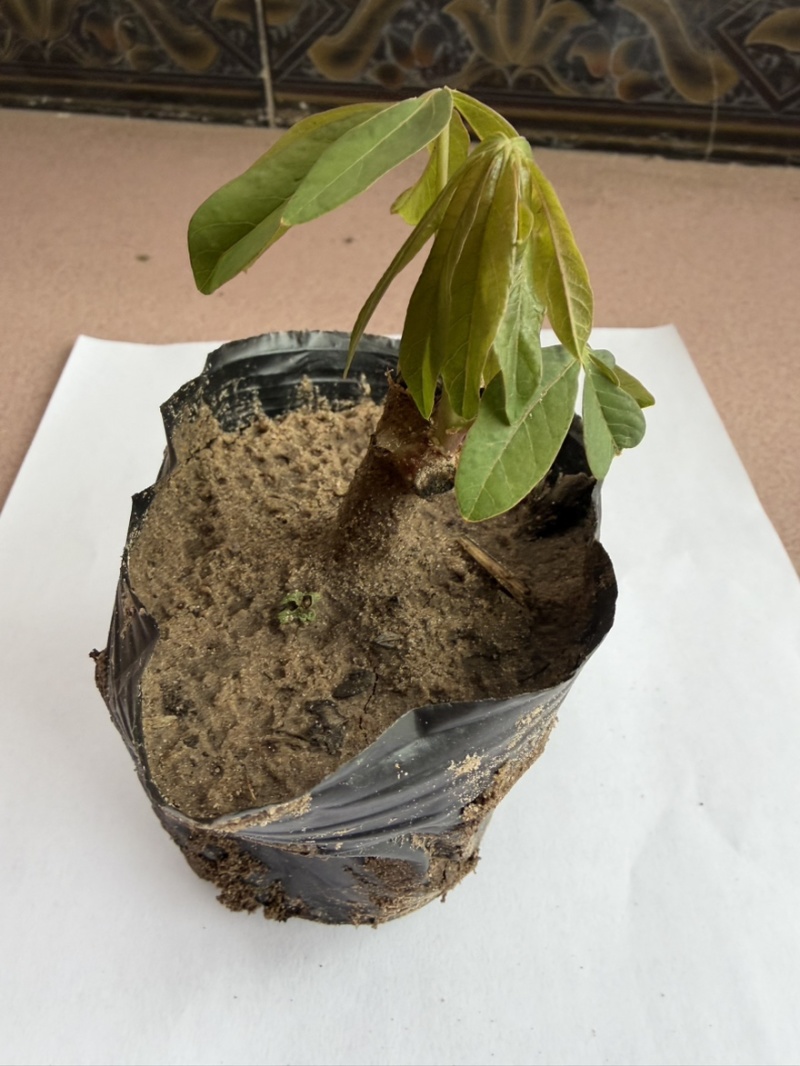 黄心木薯种苗、华南9号种苗、木薯