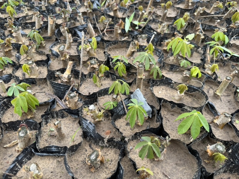 黄心木薯种苗、华南9号种苗、木薯