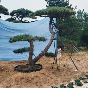 各规格造型油松造型黑松，高端小区、别墅，中式庭院绿化等