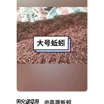 高源蚯蚓养殖