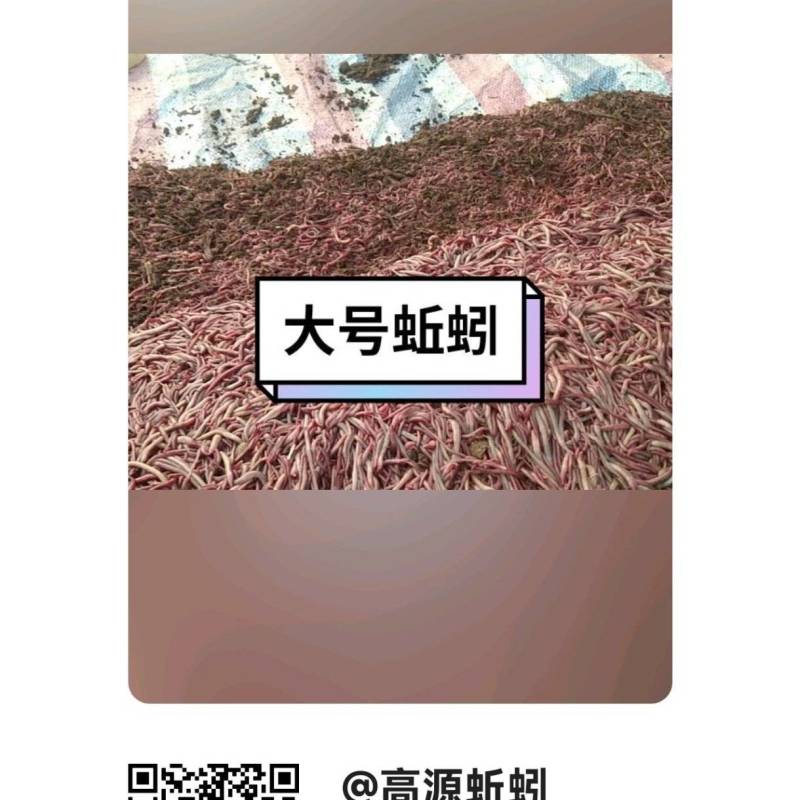 高源蚯蚓养殖