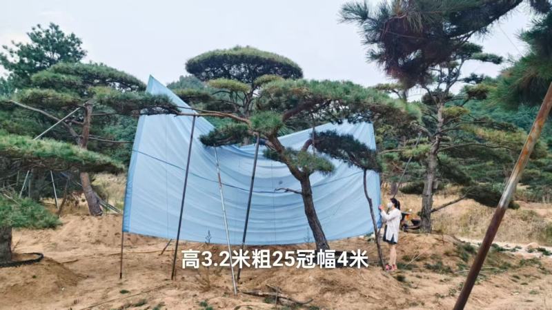 各规格造型油松造型黑松，高端小区、别墅，中式庭院绿化等