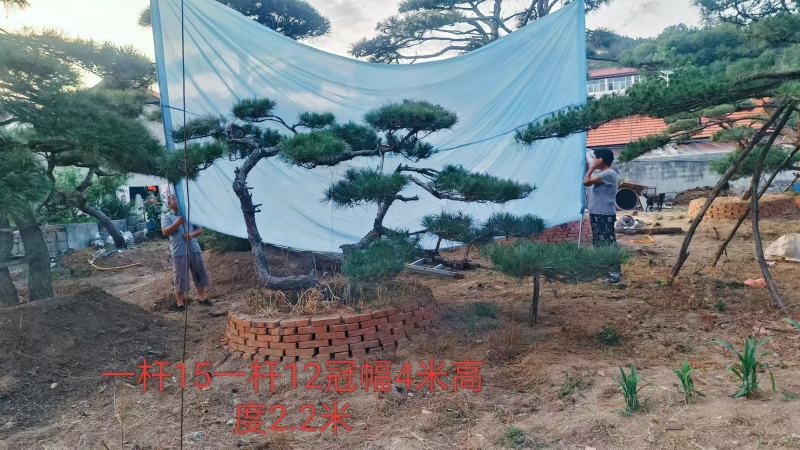 各规格造型油松造型黑松，高端小区、别墅，中式庭院绿化等