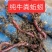 高源蚯蚓养殖