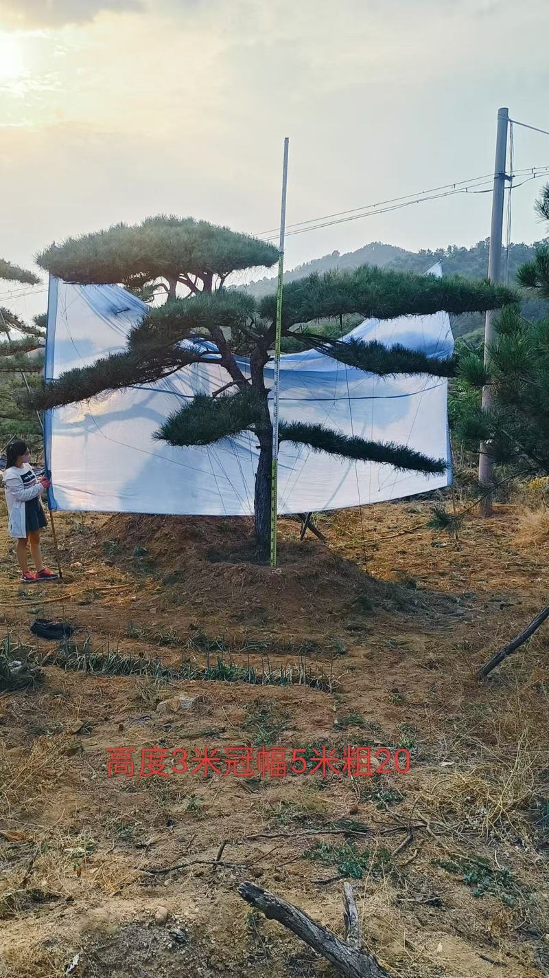 特选造型松黑松盆景高档小区庭院等造型布局，价格详谈