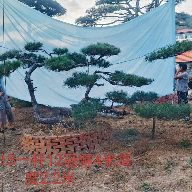 山东莱芜造型松基地，精品造型，品质保证，诚信经营，欢迎来电
