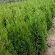 苗圃大量出售高1米蜀桧，蜀桧基地