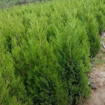 苗圃大量出售高1米蜀桧，蜀桧基地