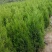 苗圃大量出售高1米蜀桧，蜀桧基地