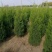 苗圃大量出售高1米蜀桧，蜀桧基地