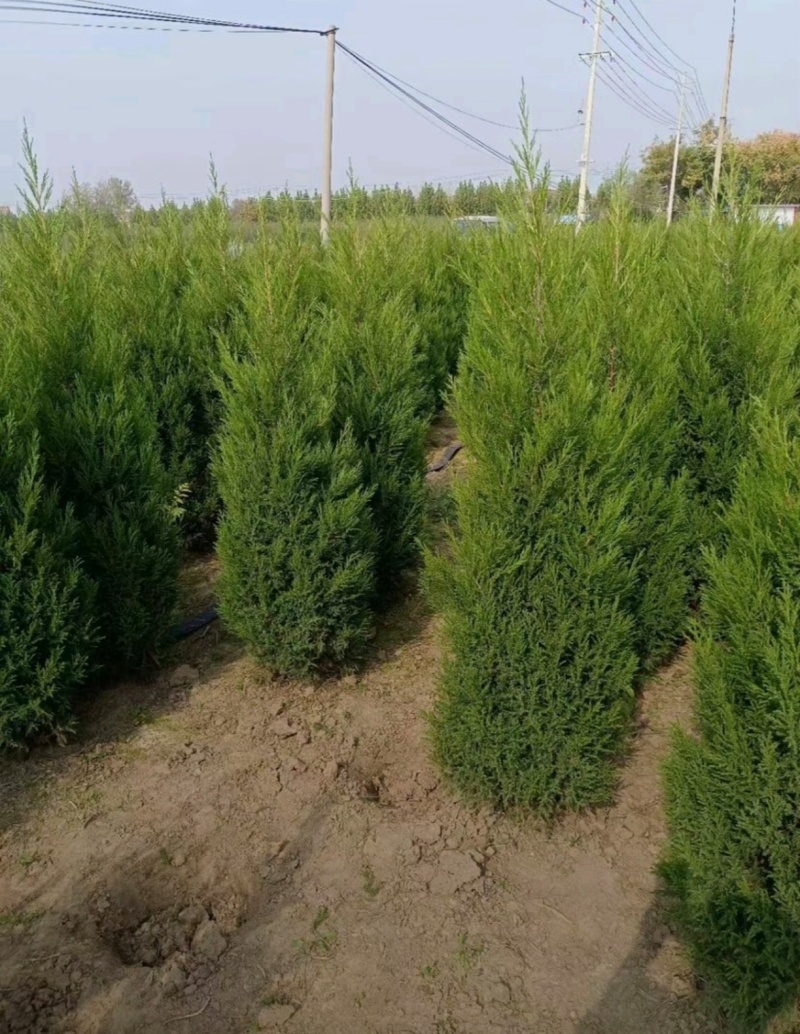 苗圃大量出售高1米蜀桧，蜀桧基地