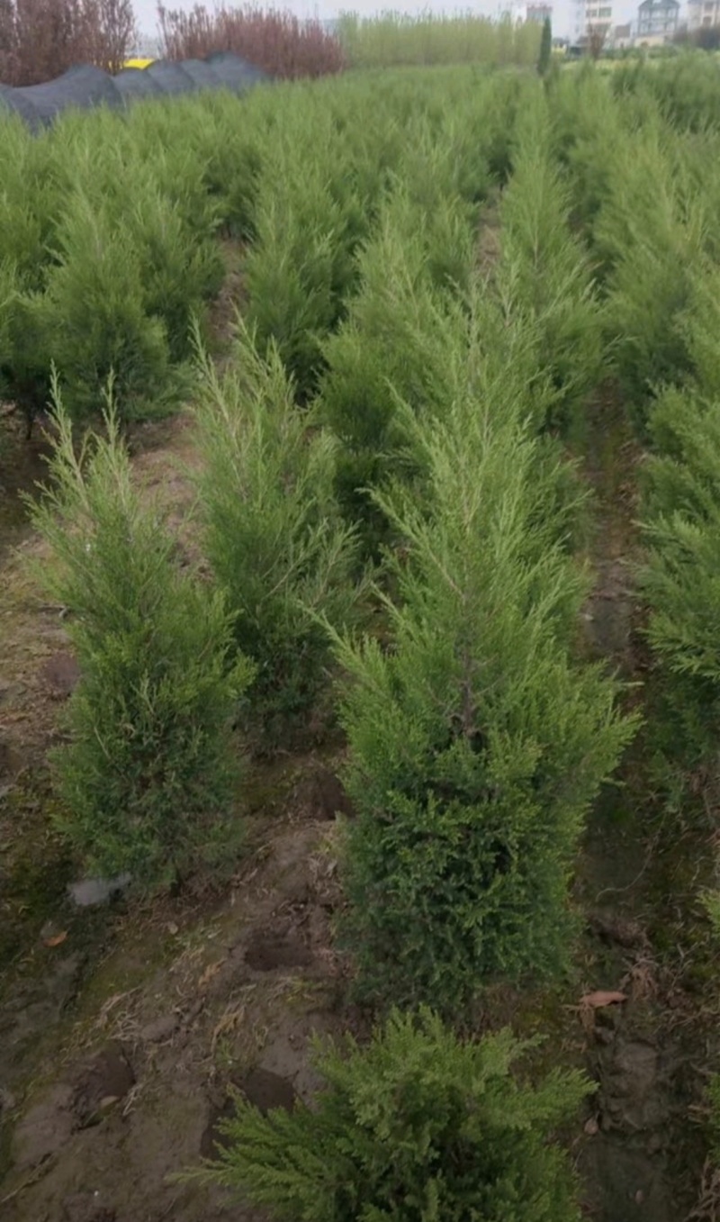 苗圃大量出售高1米蜀桧，蜀桧基地