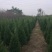 苗圃大量出售高1米蜀桧，蜀桧基地
