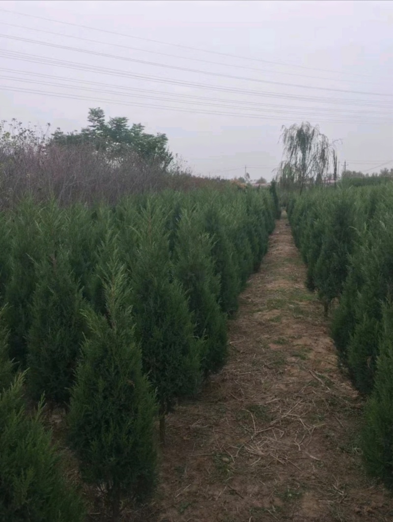 苗圃大量出售高1米蜀桧，蜀桧基地