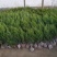 苗圃大量出售高1米蜀桧，蜀桧基地