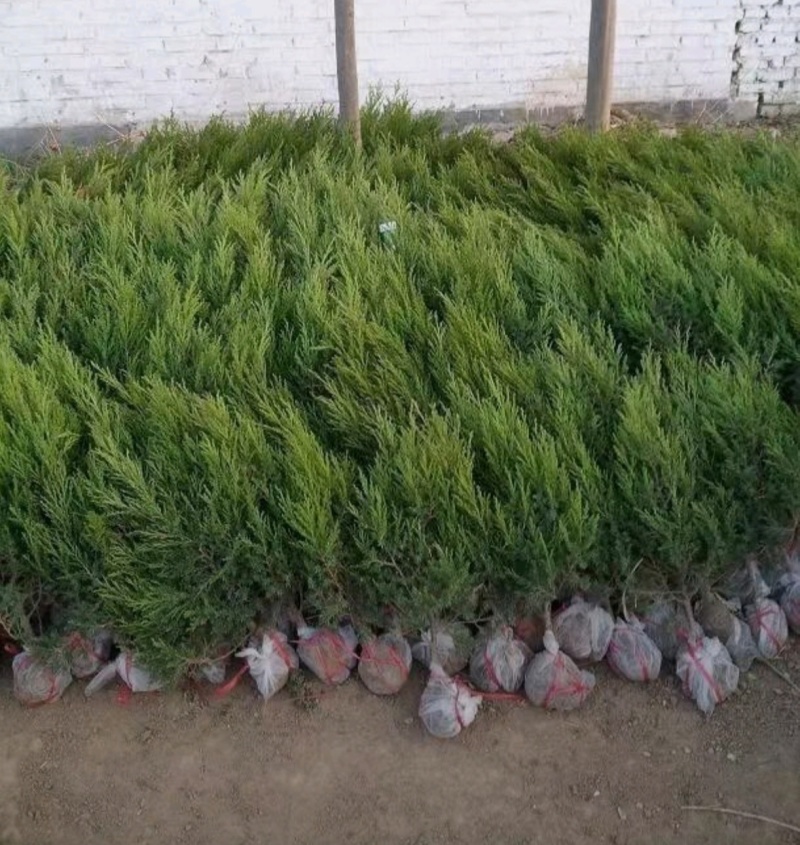苗圃大量出售高1米蜀桧，蜀桧基地