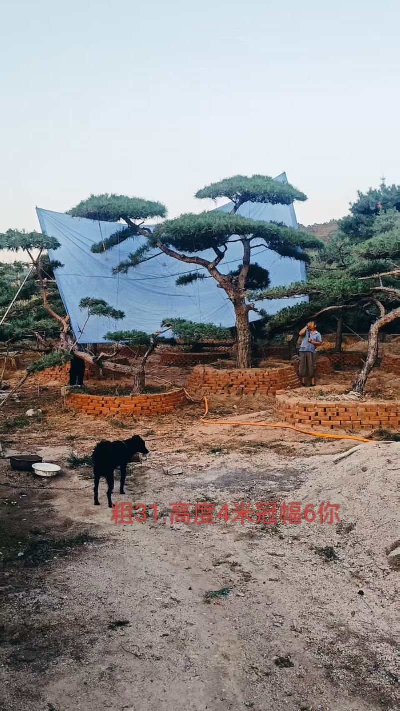 山东莱芜造型松基地，精品造型，品质保证，诚信经营，欢迎来电