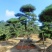 山东莱芜造型松基地，精品造型，品质保证，诚信经营，欢迎来电