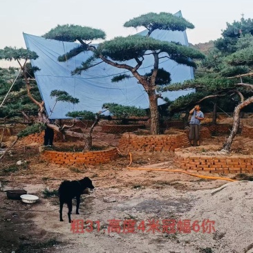 山东精品造型松黑松盆景等规格齐全，全国供应，高端布局