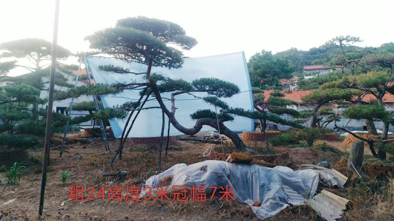 山东精品造型松造型黑松等规格齐全，全国供应，高端布局