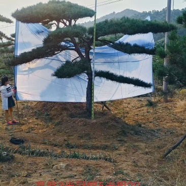 山东造型松赤松古松黑松盆景，基地直发按需定制，诚信经营