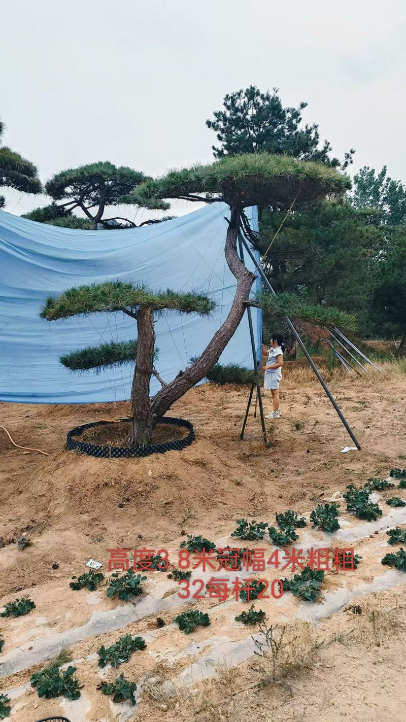 山东造型松赤松古松黑松盆景，基地直发按需定制，诚信经营